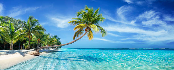 Palm-lined Bahamian beach with clear turquoise water